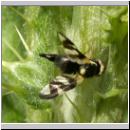 Urophora cardui - Distelbohrfliege 04.jpg